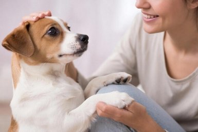 Запоминают команды с первого раза: 5 собак, которые подойдут новичкам - кинолог рекомендует