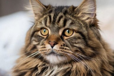 4 недостатка мейн-кунов - о чем молчат ветеринары: знать перед заведением - обязательно