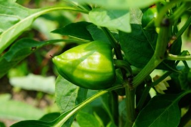 Не перец, а "золотая жила": 10 самых урожайных сортов, которые плодоносят как угорелые