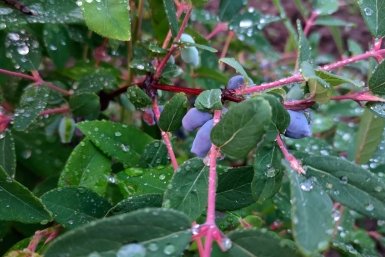 Дроздам и скворцам не достанется: как защитить жимолость от прожорливых птиц — совет агронома Давыдовой