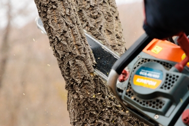 Штрафы за пеньки грозят дачникам: какие деревья на своем участке нельзя рубить