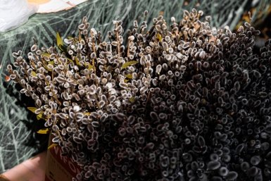 Юристы назвали условие, когда купивший вербу на улице становится соучастником