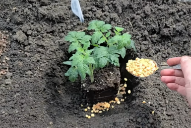 1 ложка в лунку — и собираем по 20 кг томатов с куста: помидоры здоровые, мясистые и сладкие