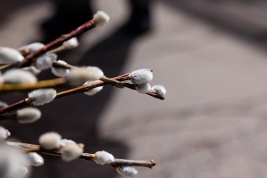 Верба и вишня из вазы: как вырастить живое дерево на даче к Пасхе