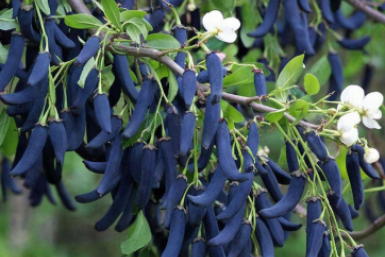 Обрезка жимолости весной – польза или вред: советы опытного агронома