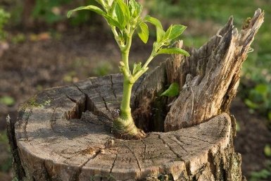 Омоложение сада без вырубки: черенки и уход после прививки