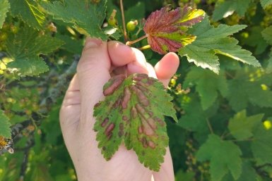 Галловая тля смородину не уродует: облила куст отваром - "бородавки" как ветром сдуло