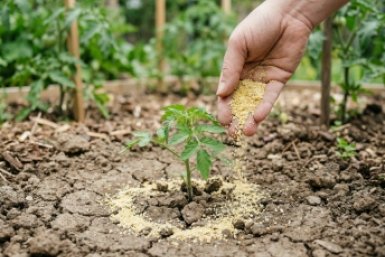 Мой "золотой рецепт" для лунки: кладу 3 добавки при посадке томатов — и ни одной пустой завязи