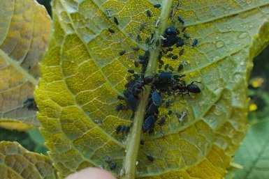 Тля сгинет за 2 ночи: полейте куст смесью из кухни — "исчадие ада" впредь не потревожит