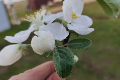 Для средней полосы — лучше не придумать: 7 сортов яблонь — лавина яблок и морозостойкость