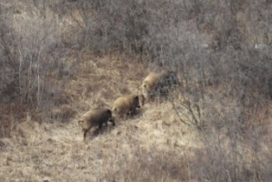 Дикие друзья Пумбы попали на камеру в Бурятии