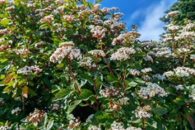 Кратковременные дожди ожидаются на Кубани после полудня 5 апреля