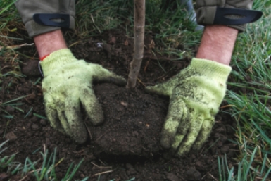 Высадка деревьев Александр Хитров, ИА PrimaMedia
