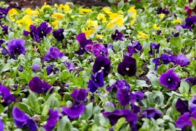 Виолы, тюльпаны и незабудки вспыхнут на клумбах Ставрополя этой весной