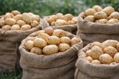 4 самых невкусных сорта — не картофель, а одно разочарование: на вкус как пластик, а пюре всегда с комочками