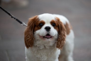 У этих собак клеймо "плохишей": 4 породы, которые нужно заводить с умом