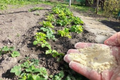 Заправка для клубники: 1 кг порошка в апреле - все кусты в крупной и сладкой ягоде