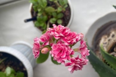 После одной таблетки подоконник расцвел - распустились даже чахлые цветы