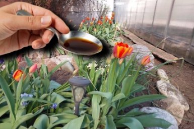 Мечта всех тюльпанов в апреле: 1 ложка на 10 л воды - яркие и пышные 20/20 бутонов