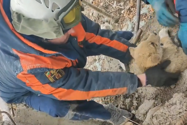 Спасение щенка Кадр из видео