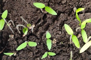 План спасения рассады: почему томаты не растут и как это исправить - практические советы