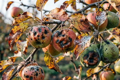 3 простых шага плодовым в апреле — крайне важно: иначе вместо сочных фруктов — червивая труха