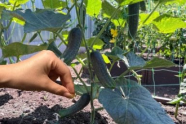 Не вянут, не темнеют и всегда свежие: пару щепоток под корень - и огурцов пруд пруди