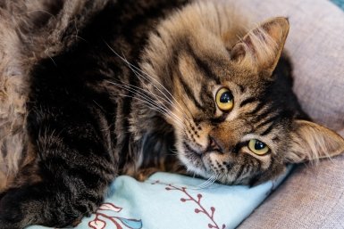 Потерял кота на 3 недели: вот что я делаю теперь, чтобы он всегда находил дорогу домой