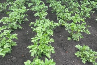 Не сажайте картофель без этого: 2 горошины в лунку – и урожая на весь Китай хватит – проволочник махом сгинет