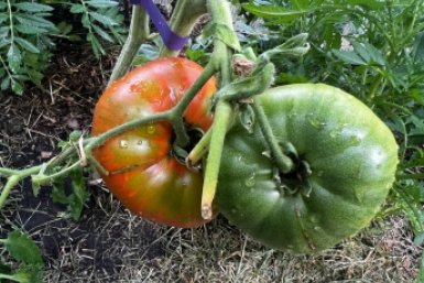 Киньте 1 ложку в лунку – и фитофтороз томатам не страшен: помидоры крупные, мясистые, по 500 г каждый