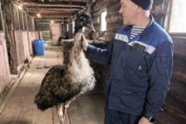 Хомутовские ветеринары спасли страуса от стресса после конфликта с лошадью