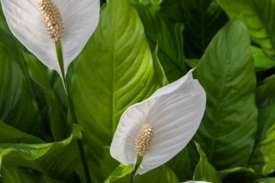 1 г на 1 литр — и спатифиллум выдает по 12 цветков за раз: секрет рекордного цветения "женского счастья"