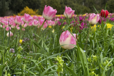 Теплое начало недели на Кубани сменится дождями