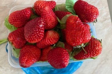 Эта распиаренная подкормка "тормозит" клубнику: ягоды поздние и кислые — замените ее и получите мега-урожай