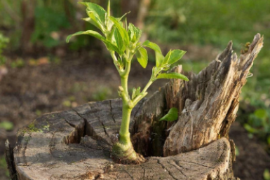 Омоложение сада без вырубки: черенки и уход после прививки