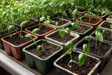 1 грамм на литр — и рассада перца прет как на дрожжах: результат порадует уже через неделю