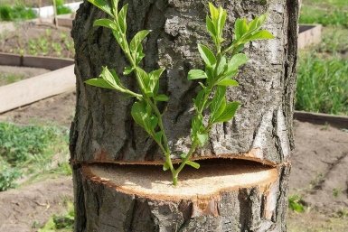 Прививка в расщеп: 4 шага от опытного садовода для спасения старых яблонь