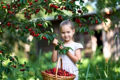 Сладкие, как черешня, и крупные, как абрикос: эти 3 суперсорта вишни не боятся ни гнили, ни монилиоза