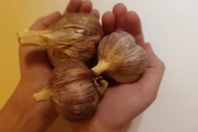 Всего 3 подкормки весной - и чеснок размером с ладонь: даем сразу после схода снега