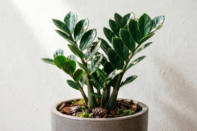 Замиокулькасу в апреле — обязательно: 2 горсти в кипяток — и дохлый суккулент превратится в крепкое дерево 