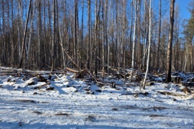 Рубка леса Амруская бассейновая природоохранная прокуратура