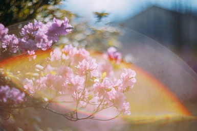 Срок за вьюнок: как не нарушить закон на даче и что делать с "запрещенкой"