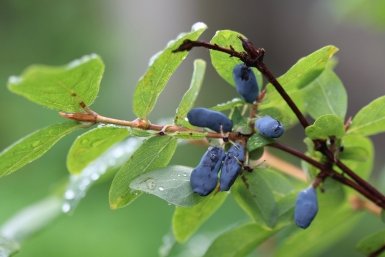 Жимолости до плодоношения — обязательно: 2 горсти под куст — в июне собираем ягоды крупнее винограда