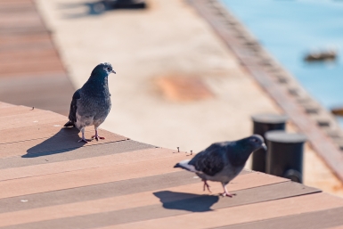 Редкий лесной голубь возвращается в Подмосковье 