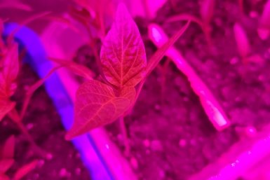 После 6 апреля перцам - обязательно: 4 ложки под корень - и рассада как молодой лес, толстая и коренастая