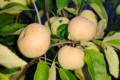 Сладкие и лежкие плоды: какой ранний сорт яблони нравится всем дачникам - не оставит без урожая