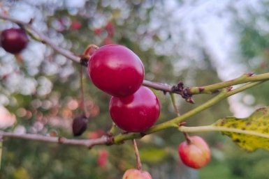 Не вишня, а подарок: выдает по 1 ведру ягод с ветки - плоды слаще ириски