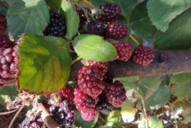 0.3 л под малину в апреле: крупные и спелые ягоды на каждой ветке