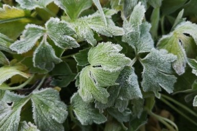 На Кубани ожидаются ночные заморозки