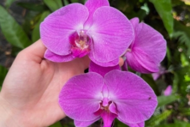 1 ложка в горшок — и орхидея устроит цветочный фейерверк: крупные бутоны "выстреливают" один за другим